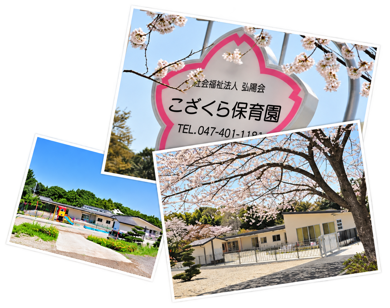 こざくら保育園の園舎と桜